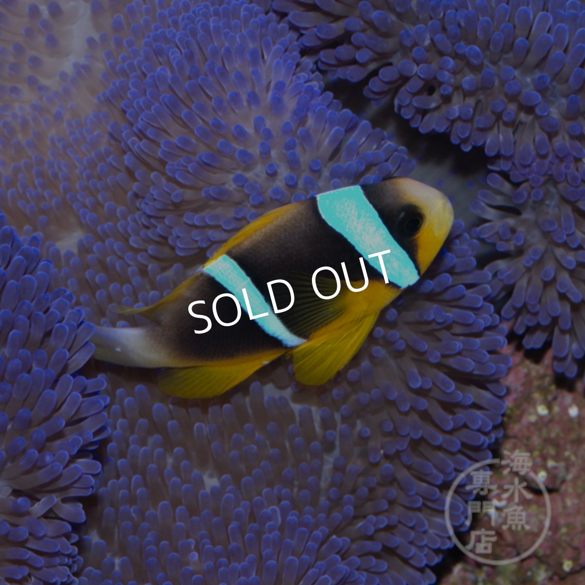 画像2: ブルーストライプアネモネフィッシュ ペア (2)