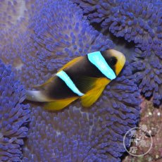 画像2: ブルーストライプアネモネフィッシュ ペア (2)