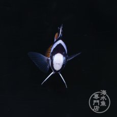 画像1: フィジー ミスジスズメダイ (1)