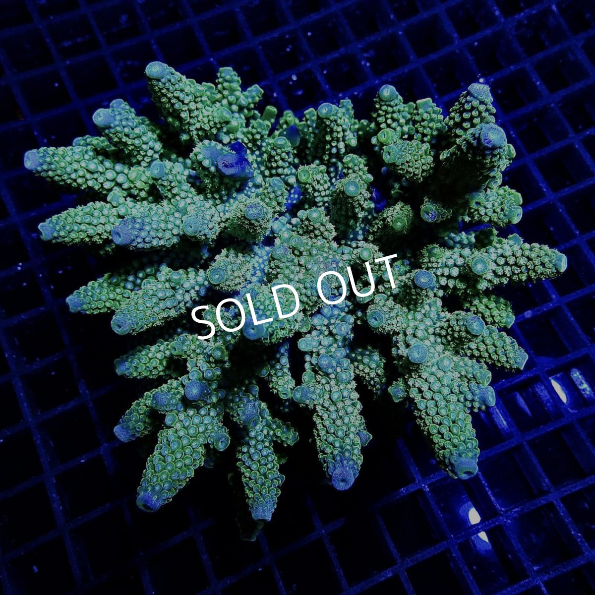画像1: Acropora sp. No.4 フィジー (1)