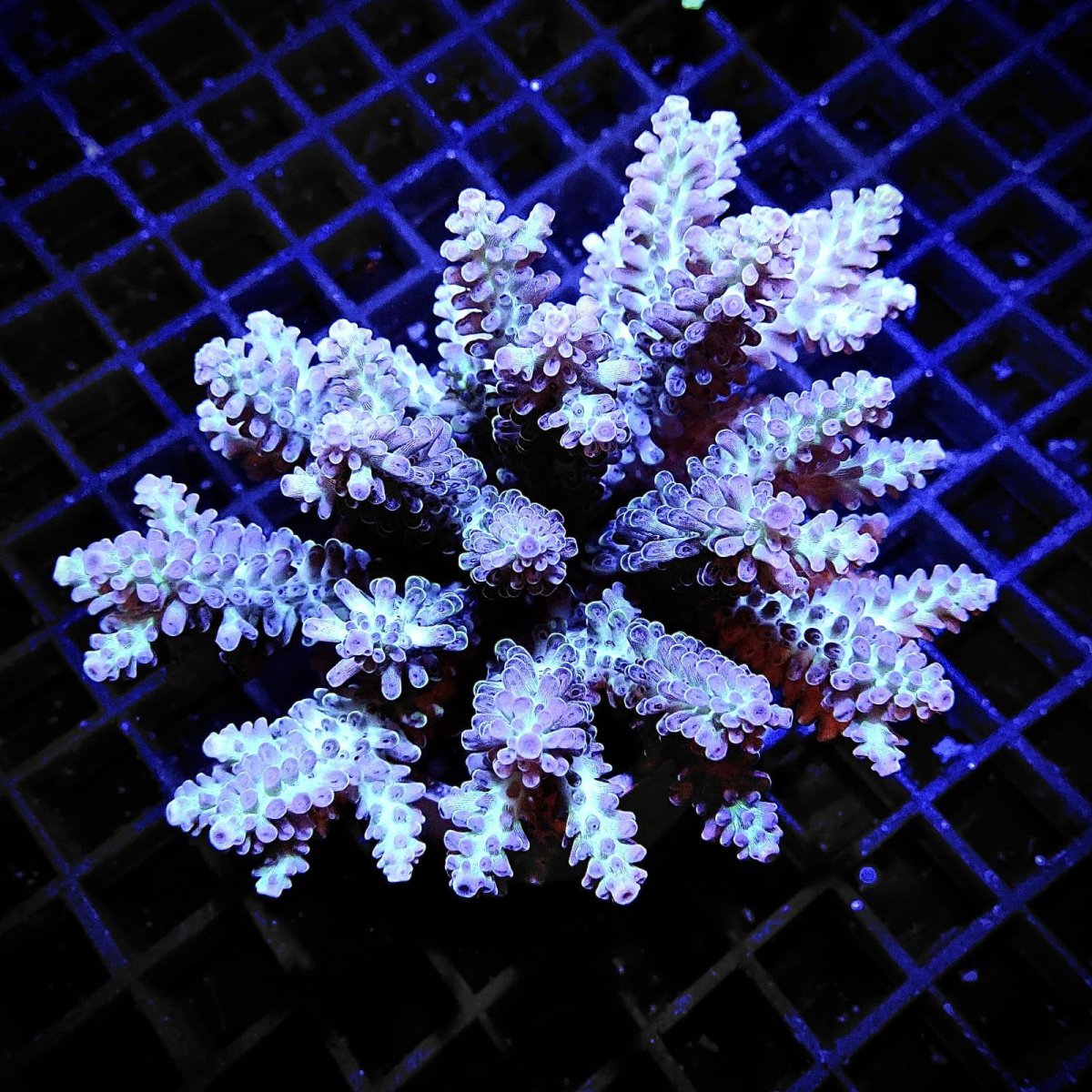 画像1: Acropora sp. No.2 フィジー (1)