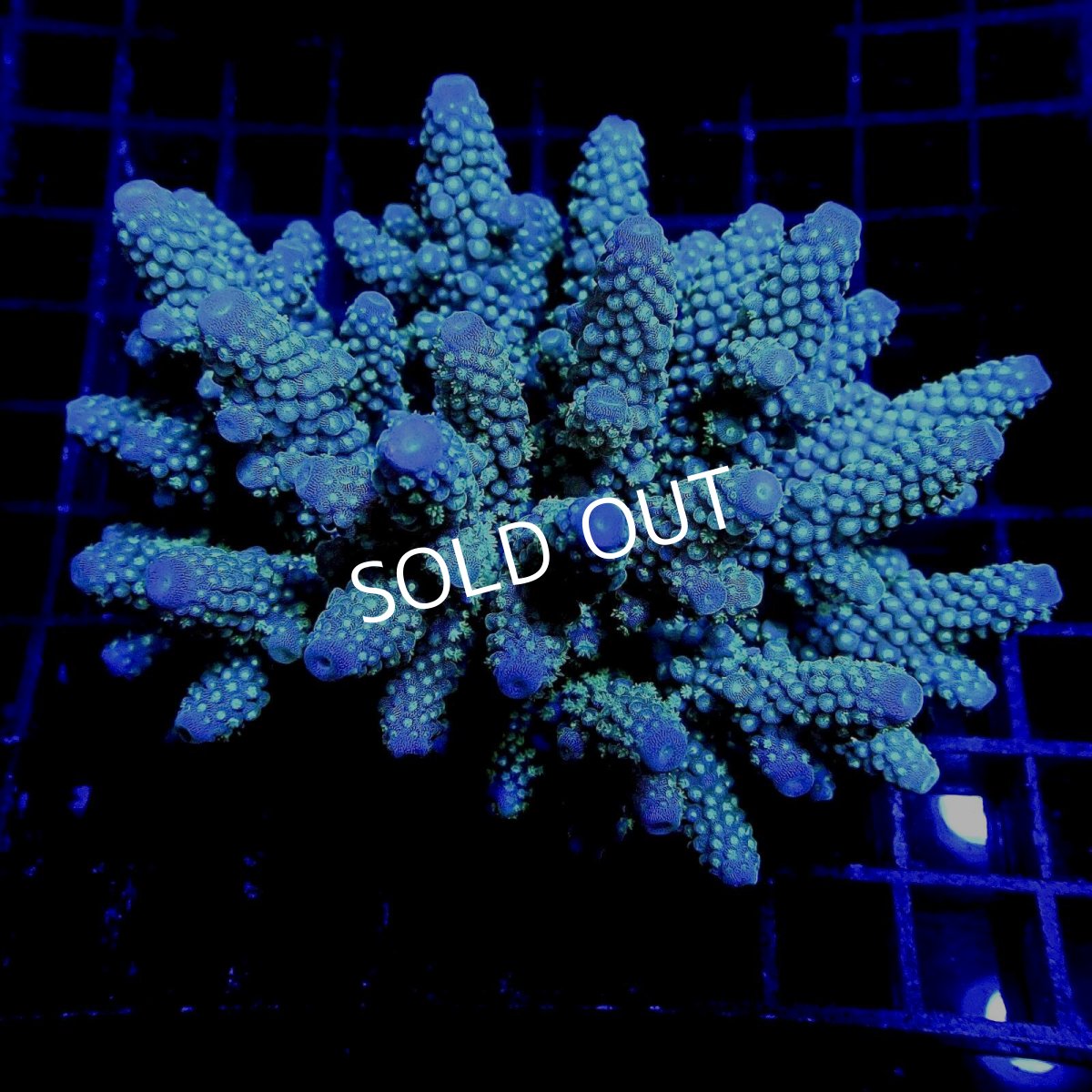 画像1: Acropora sp. No.1 フィジー (1)