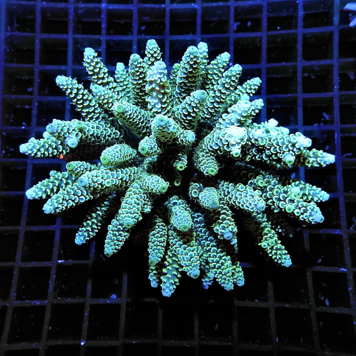 画像1: Acropora sp. No.3 フィジー (1)