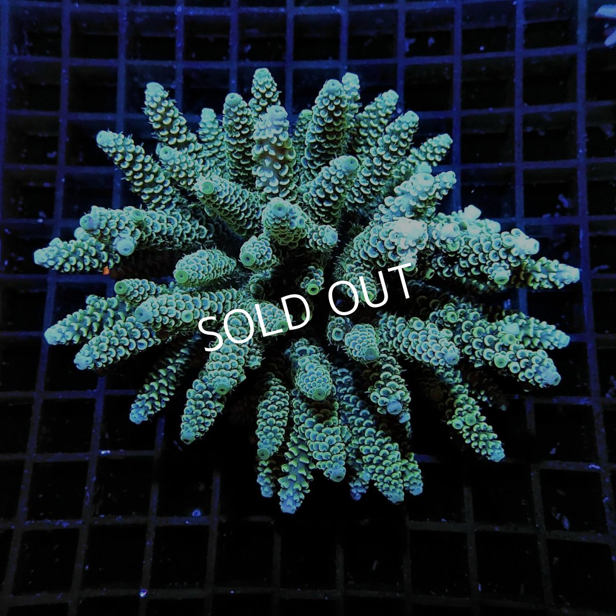 画像1: Acropora sp. No.3 フィジー (1)