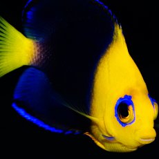 画像3: ココスピグミーエンゼル (3)