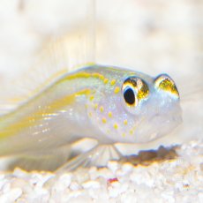 画像2: イエローラインシュリンプゴビー (2)