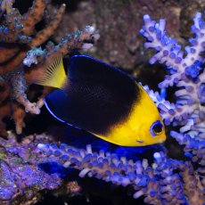 画像2: ココスピグミーエンゼル (2)