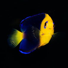 画像4: ココスピグミーエンゼル (4)