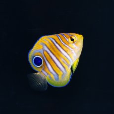 画像2: ニシキヤッコ  八重山産　 (2)