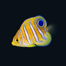 画像1: ニシキヤッコ  八重山産　 (1)