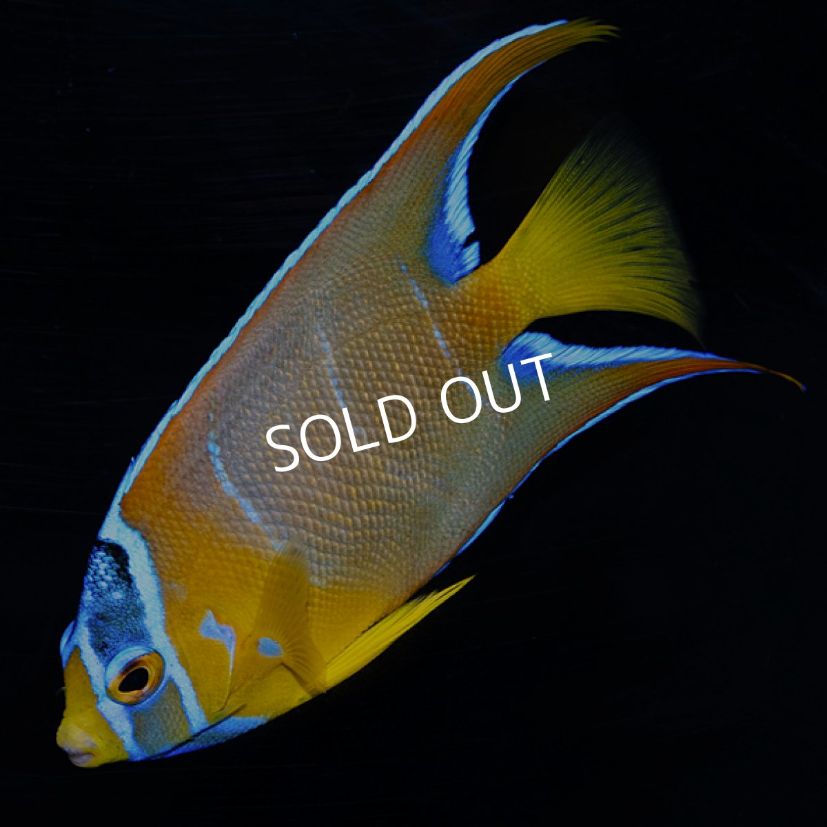 画像1: クイーンエンゼル　カリブ  M (1)