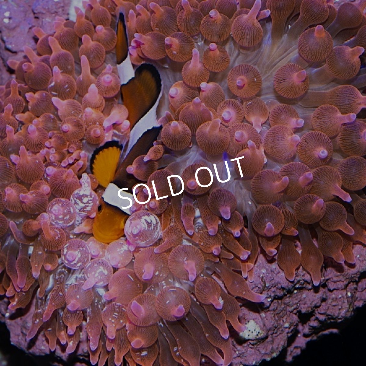 画像2: サンゴイソギンチャク・レッド (2)