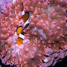 画像2: タマイタダキイソギンチャク・レッド (2)