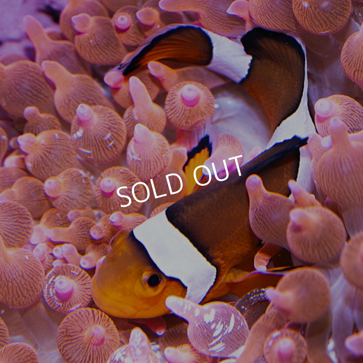 画像1: サンゴイソギンチャク・レッド (1)