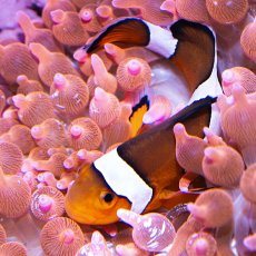 画像1: タマイタダキイソギンチャク・レッド (1)