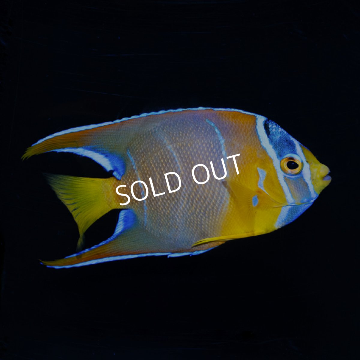 画像2: クイーンエンゼル　カリブ  M (2)