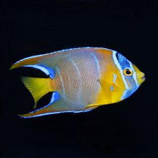 画像2: クイーンエンゼル　カリブ  M (2)