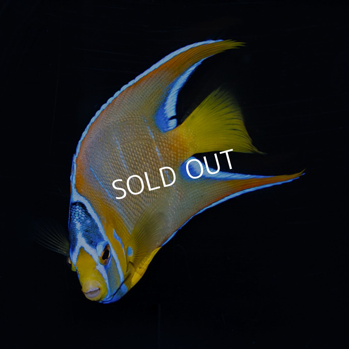 画像3: クイーンエンゼル　カリブ  M (3)