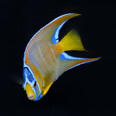 画像3: クイーンエンゼル　カリブ  M (3)