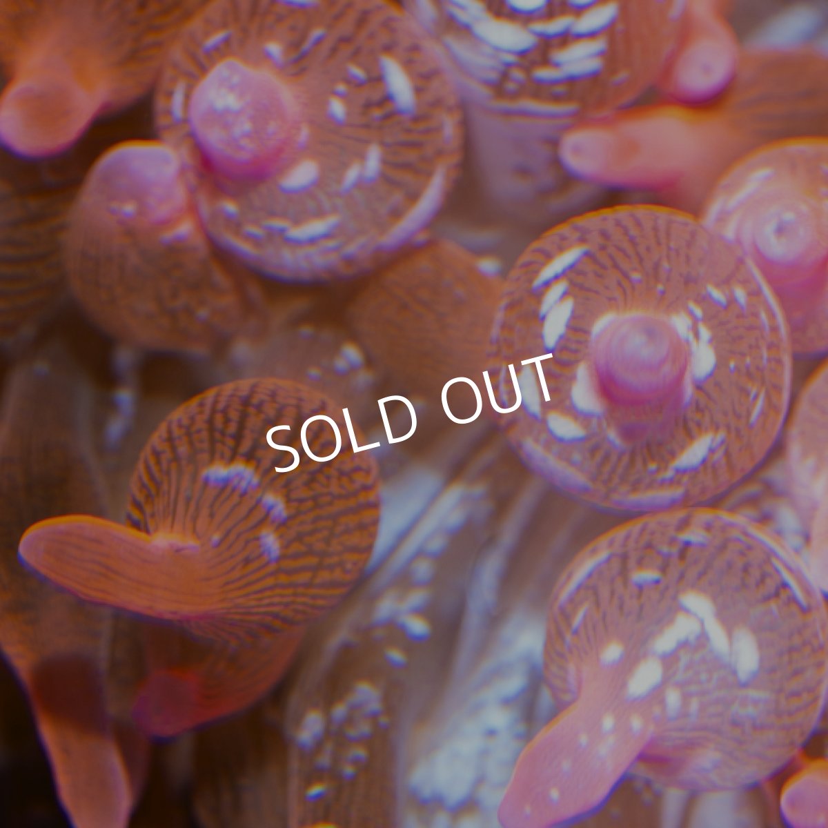 画像3: サンゴイソギンチャク・レッド (3)