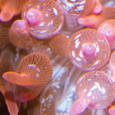 画像3: タマイタダキイソギンチャク・レッド (3)