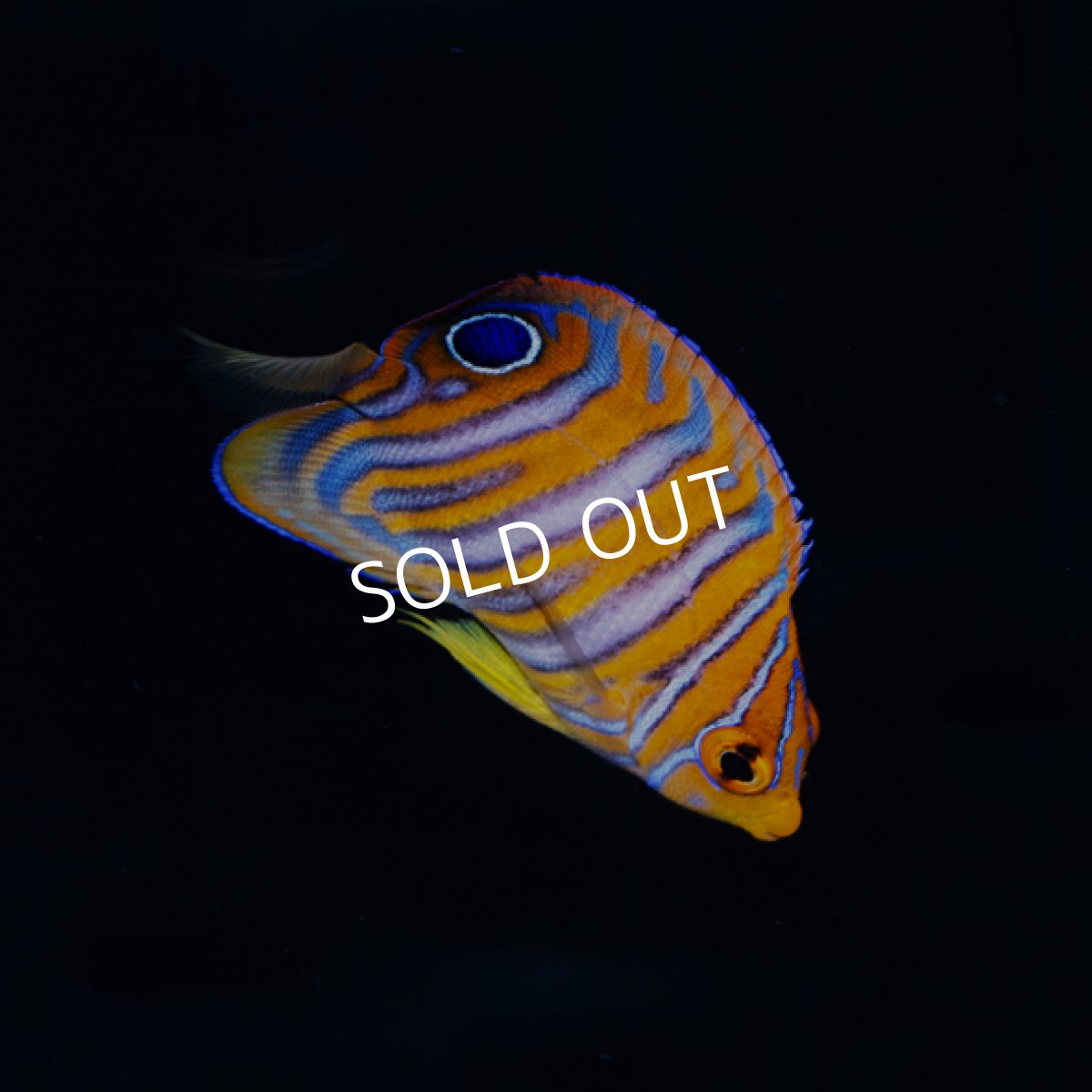 画像1: ニシキヤッコ  八重山産　No.2 (1)