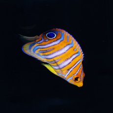 画像1: ニシキヤッコ  八重山産　No.2 (1)