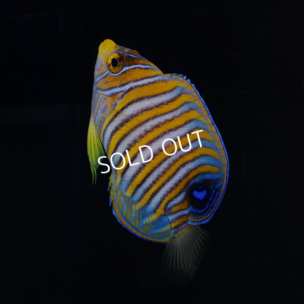 画像2: ニシキヤッコ  八重山産　No.1 (2)