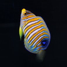 画像2: ニシキヤッコ  八重山産　No.1 (2)