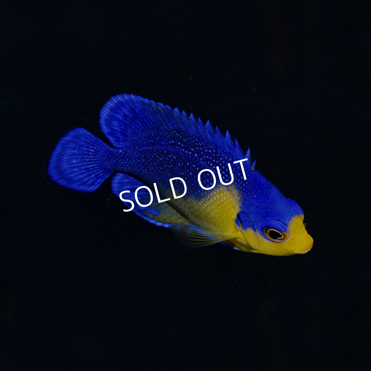 画像3: スミレヤッコ SM 八重山産　No.2 (3)