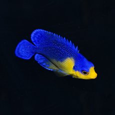 画像3: スミレヤッコ SM 八重山産　No.2 (3)