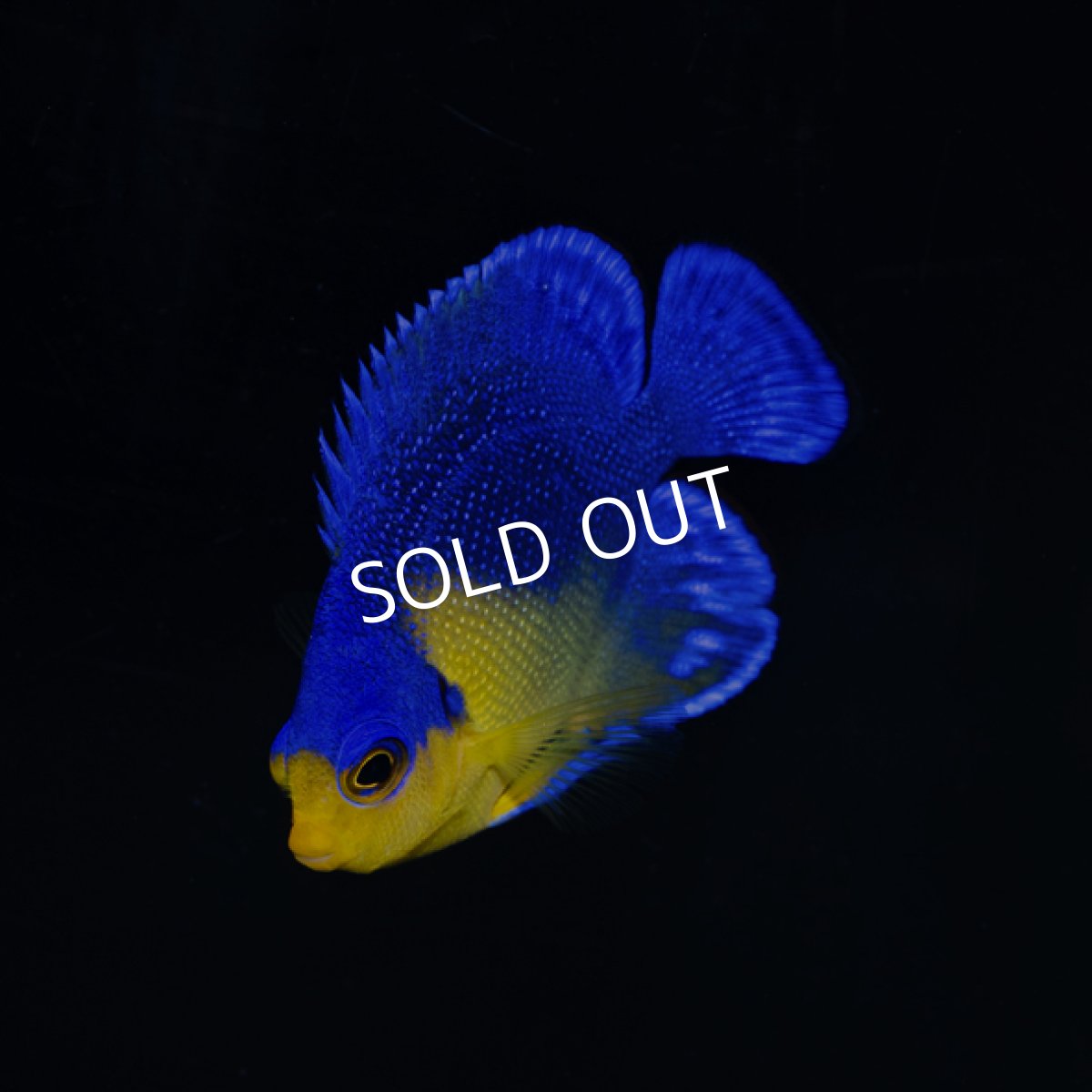 画像1: スミレヤッコ SM 八重山産　No.2 (1)