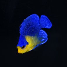 画像1: スミレヤッコ SM 八重山産　No.2 (1)