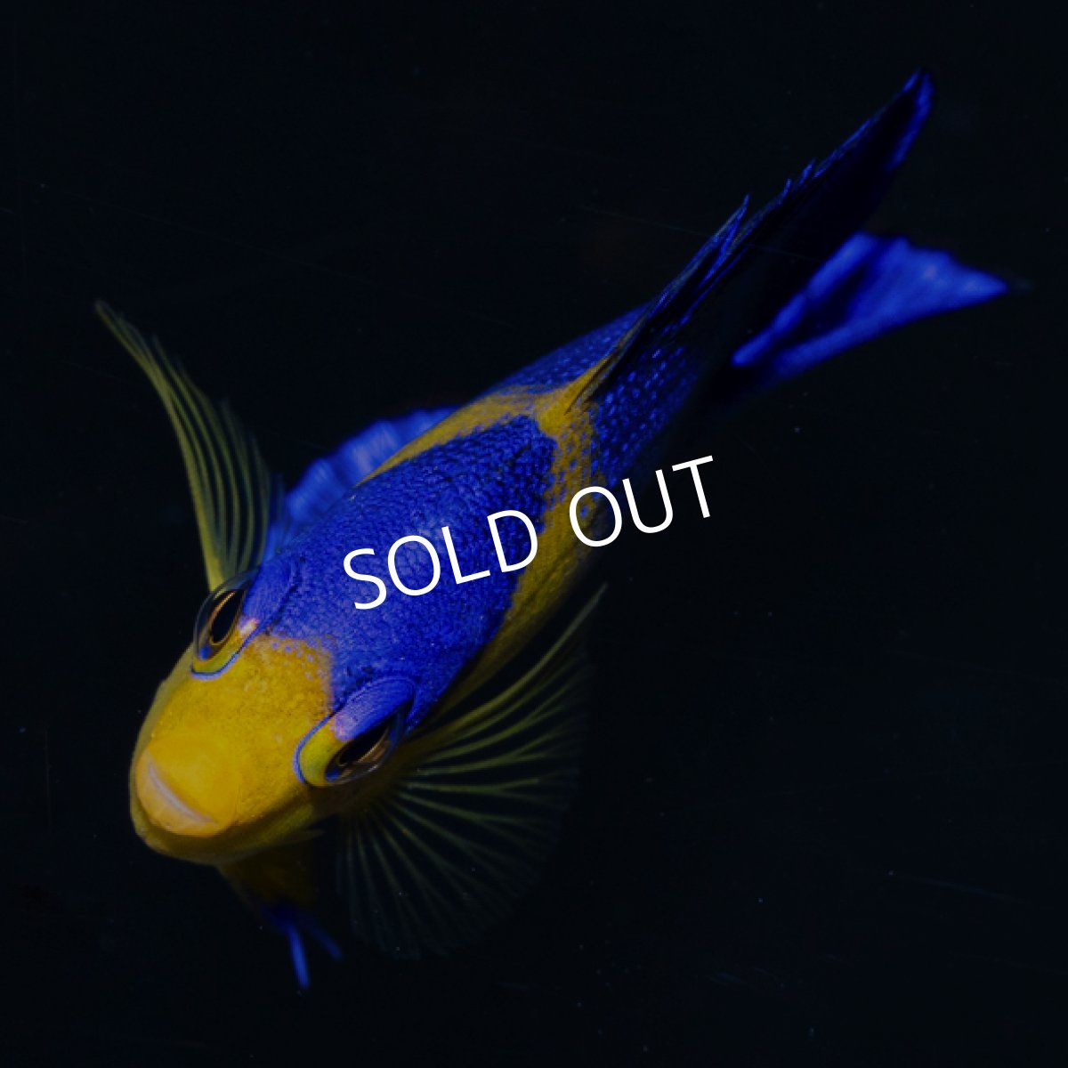 画像3: スミレヤッコ SM 八重山産　No.1 (3)