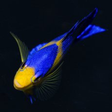 画像3: スミレヤッコ SM 八重山産　No.1 (3)