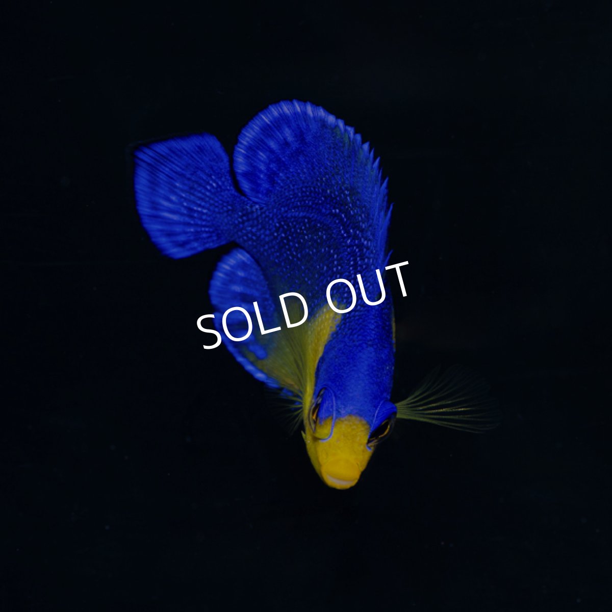 画像2: スミレヤッコ SM 八重山産　No.2 (2)