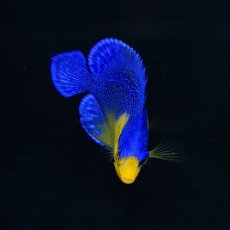 画像2: スミレヤッコ SM 八重山産　No.2 (2)