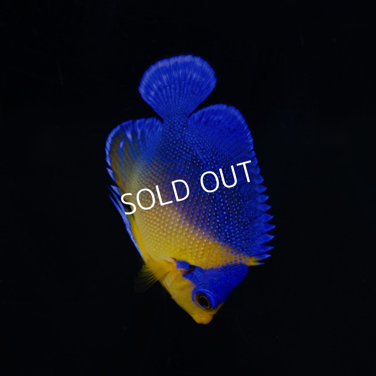 画像1: スミレヤッコ SM 八重山産　No.1 (1)