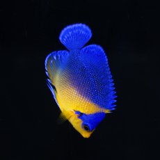 画像1: スミレヤッコ SM 八重山産　No.1 (1)