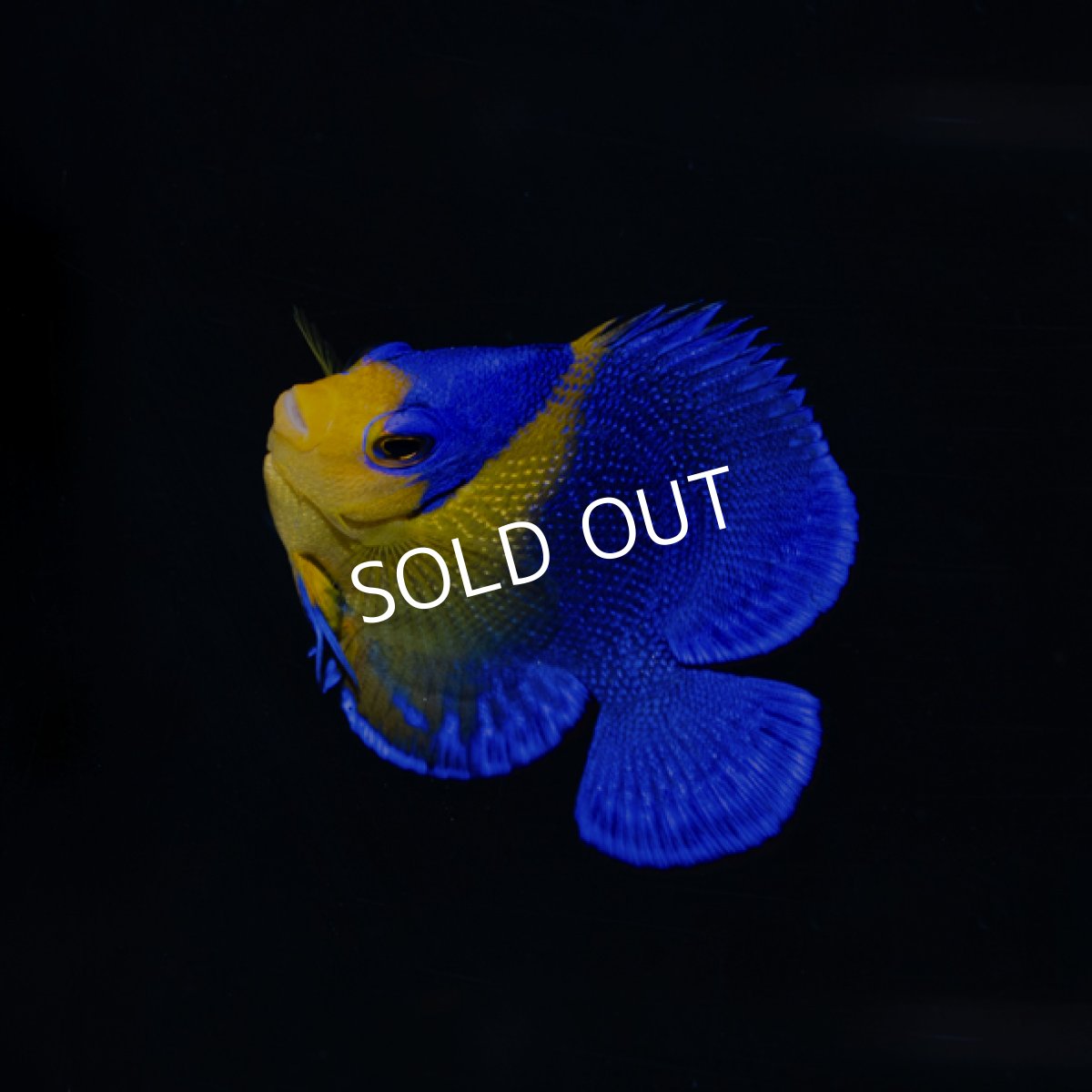 画像2: スミレヤッコ SM 八重山産　No.1 (2)