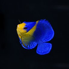 画像2: スミレヤッコ SM 八重山産　No.1 (2)