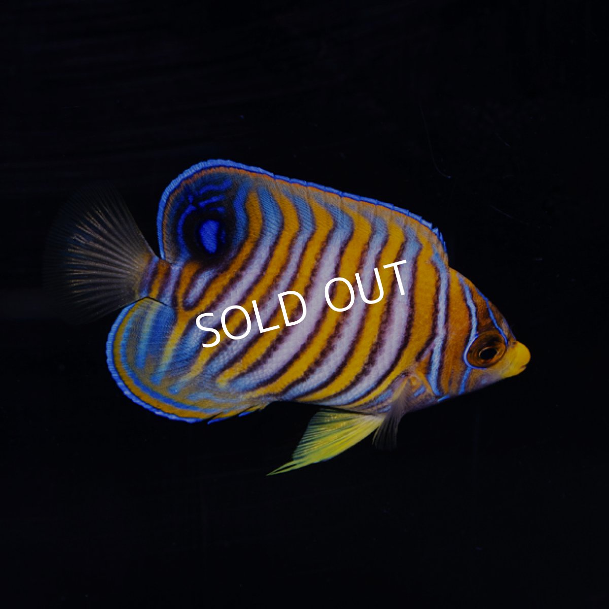 画像3: ニシキヤッコ  八重山産　No.1 (3)