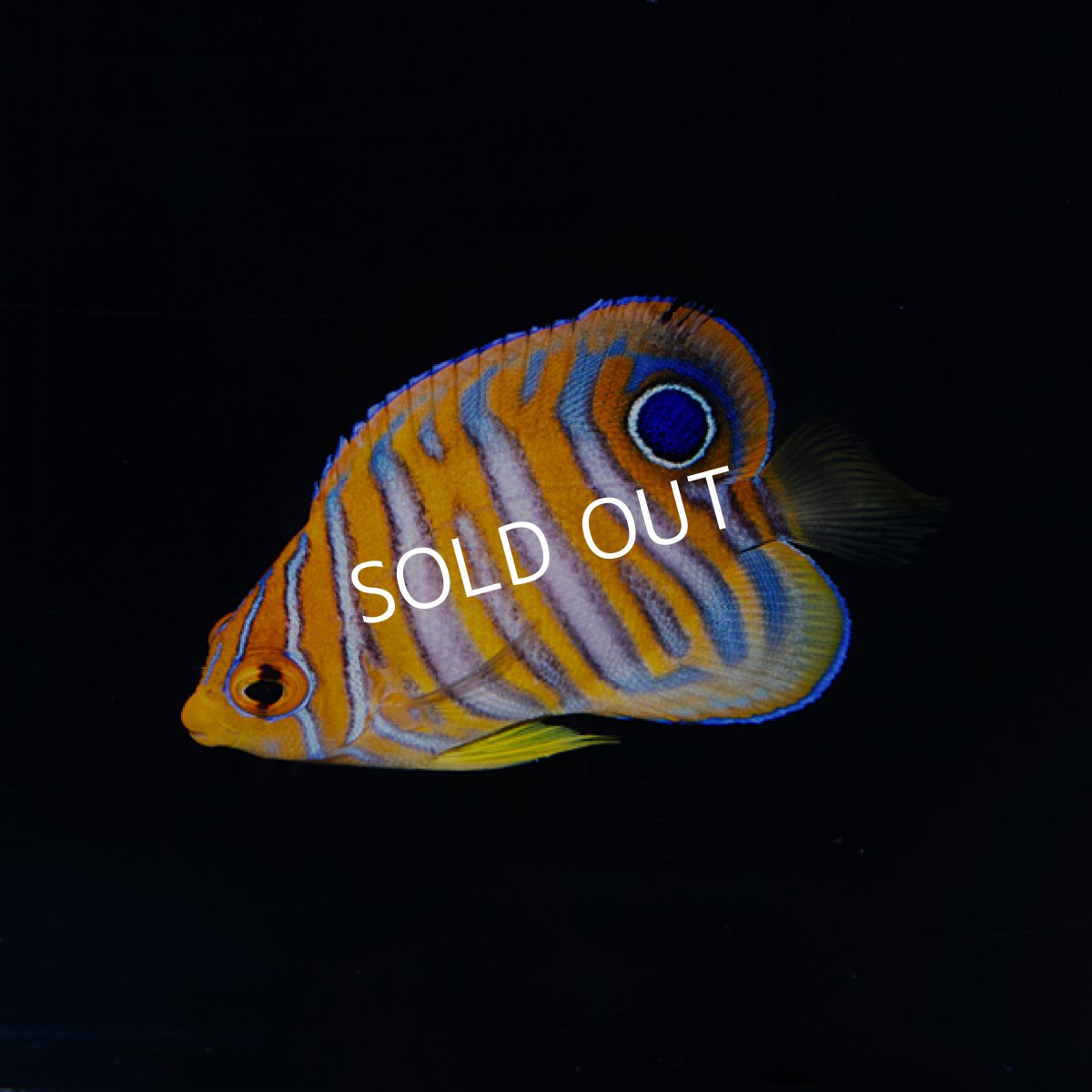 画像2: ニシキヤッコ  八重山産　No.2 (2)