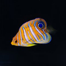 画像2: ニシキヤッコ  八重山産　No.2 (2)