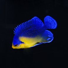 画像4: スミレヤッコ SM 八重山産　No.2 (4)