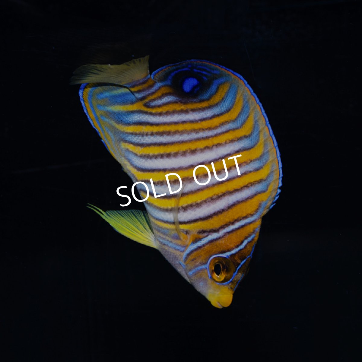 画像1: ニシキヤッコ  八重山産　No.1 (1)