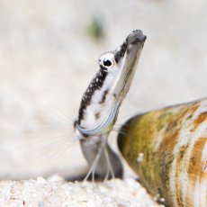 画像2: パイクブレニー　カリブ (2)