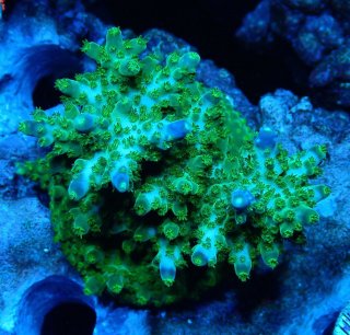 イボハタゴイソギンチャク(メタリックグリーン)　 イボハタゴイソギンチャク メタリックグリーン L - 海水魚専門店 ceppo
