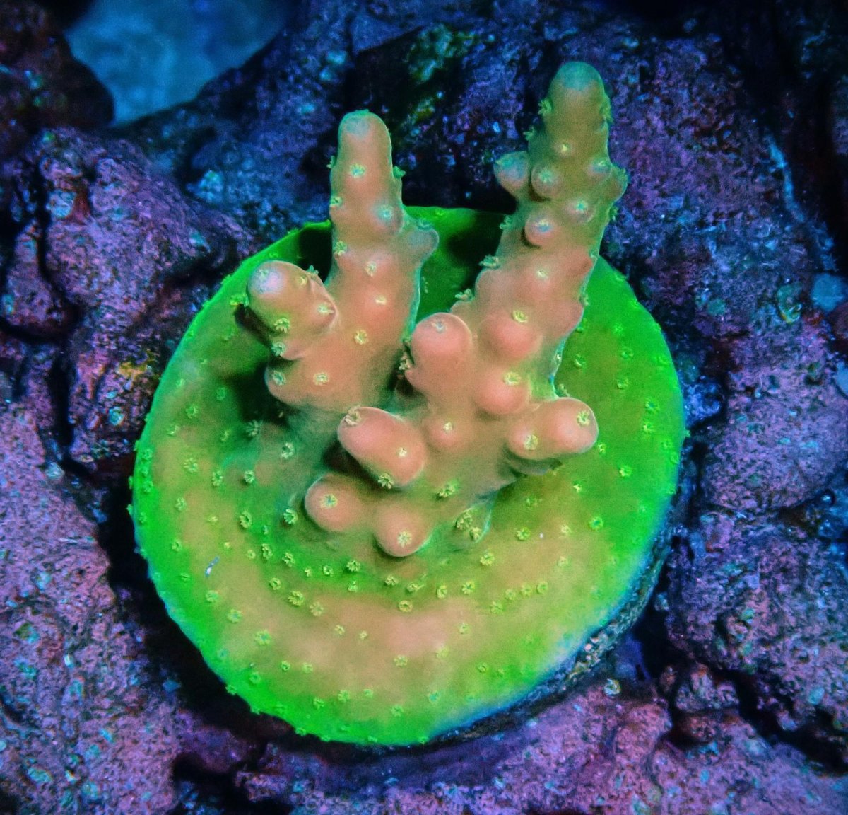 画像1: CE Acro Cherry Blossom (1)