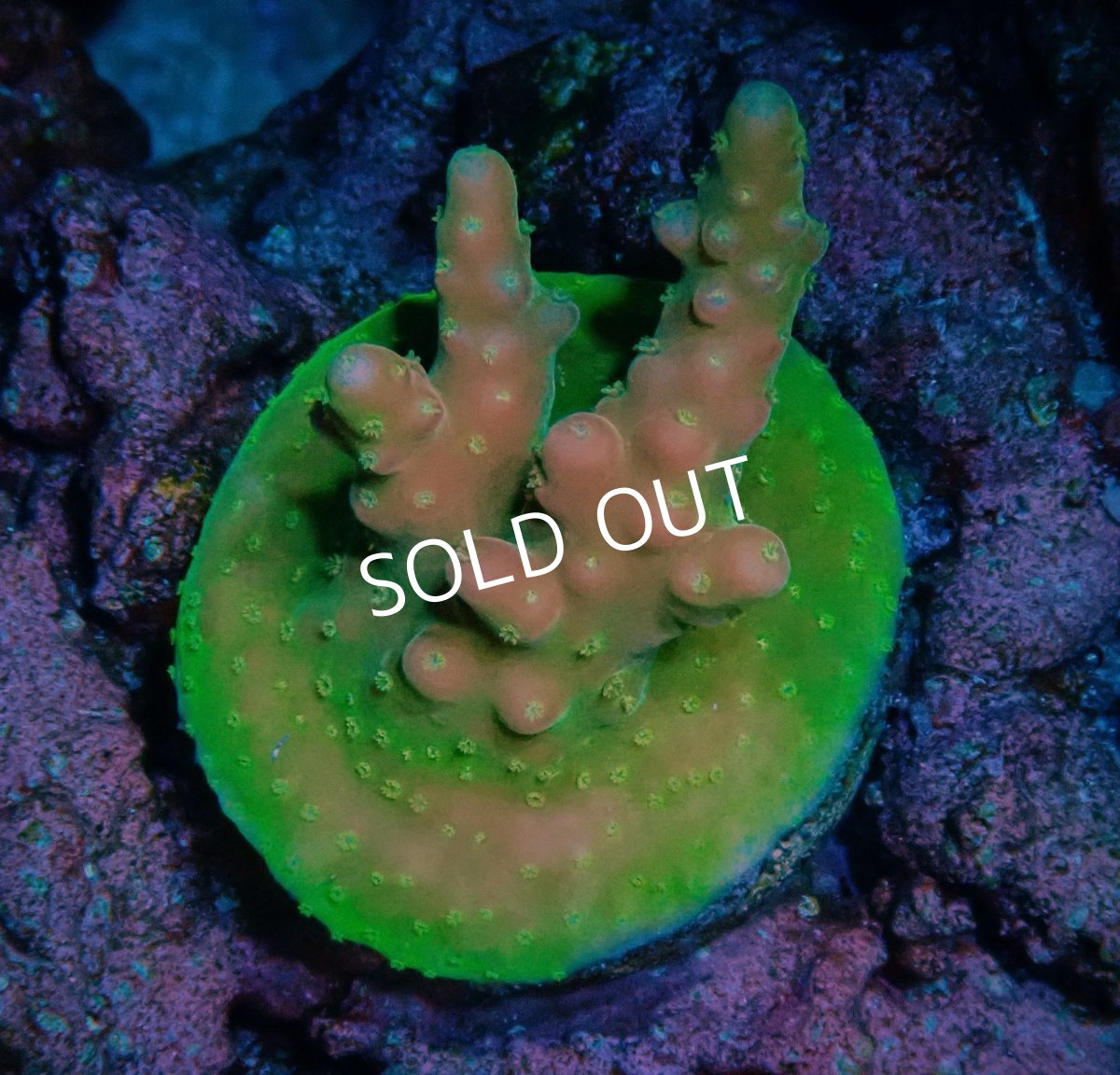 画像1: CE Acro Cherry Blossom (1)